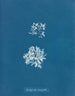 Delesseria ruscifolia - Anna Atkins — visning af kunstværket