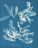 Delesseria sanguinea - Anna Atkins — visning af kunstværket