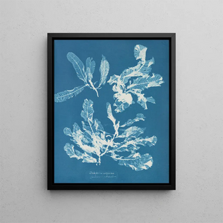 Anna Atkins - Delesseria sanguinea.webp