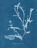 Delesseria sanguinea i frugt - Anna Atkins — visning af kunstværket