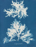 Slynget, nøgne maleri - Anna Atkins — visning af kunstværket