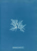 Delesseria sinuosa var. - Anna Atkins — visning af kunstværket