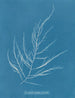 Desmarestia aculeata ung tilstand - Anna Atkins — visning af kunstværket