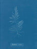 Dichloria viridis - Anna Atkins — visning af kunstværket