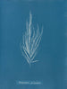 Dictyosiphon foeniculacea - Anna Atkins — visning af kunstværket