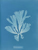 Dictyota atomaria - Anna Atkins — visning af kunstværket