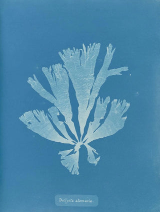 Anna Atkins - Dictyota atomaria.webp