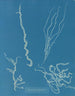 Dumontia filiformis - Anna Atkins — visning af kunstværket