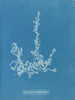 Ectocarpus landsburghii - Anna Atkins — visning af kunstværket