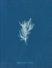 Ectocarpus crinitus - Anna Atkins — visning af kunstværket