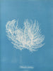 Ectocarpus distortionus - Anna Atkins — visning af kunstværket