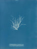Ectocarpus granulosus - Anna Atkins — visning af kunstværket
