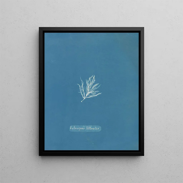 Anna Atkins - Ectocarpus littoralis.webp