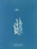 Ectocarpus punillus - Anna Atkins — visning af kunstværket