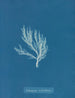 Ectocarpus siliculosus - Anna Atkins — visning af kunstværket
