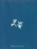 Ectocarpus sphaerophorus - Anna Atkins — visning af kunstværket