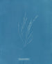 Élaionema villosum - Anna Atkins — visning af kunstværket