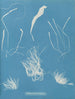 Enteromorpha compressa - Anna Atkins — visning af kunstværket