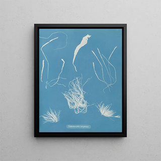 Anna Atkins - Enteromorpha compressa.webp