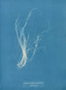 Enteromorpha compressa - Anna Atkins — visning af kunstværket