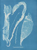 Enteromorpha intestinalis - Anna Atkins — visning af kunstværket