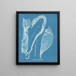 Anna Atkins - Enteromorpha intestinalis.webp