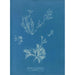 Reproduktion af maleriet Exilaria crystallinum parasitique - Anna Atkins