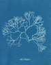 Fucus Machaii - Anna Atkins — visning af kunstværket