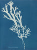 Fucus ceranoïdes - Anna Atkins — visning af kunstværket