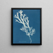 Fucus ceranoïdes - Anna Atkins — indrammet kunstværk på væggen