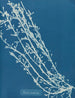Fucus nodosus - Anna Atkins — visning af kunstværket