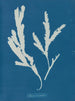 Lame de scie - Anna Atkins — visning af kunstværket
