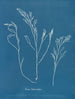 Anna Atkins — visning af kunstværket