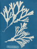 Encre vésiculaire - Anna Atkins — visning af kunstværket