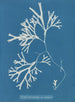 Fucus vesiculosus var. linéaire - Anna Atkins — visning af kunstværket