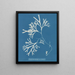 Fucus vesiculosus var. linéaire - Anna Atkins — indrammet kunstværk på væggen