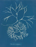 Furcellaria fastigiata - Anna Atkins — visning af kunstværket