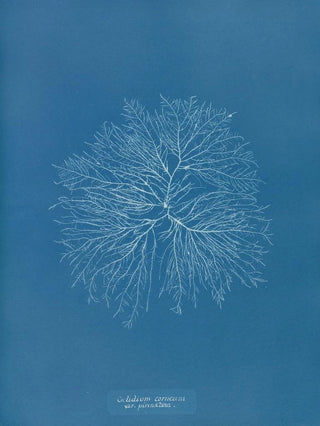 Anna Atkins - Gelideum corneum var pinnatum.webp