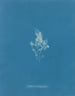 Isglas cartilagineuse - Anna Atkins — visning af kunstværket