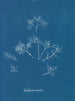 Gelures cornéennes - Anna Atkins — visning af kunstværket