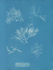Gelidium corneum var. - Anna Atkins — visning af kunstværket
