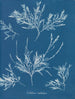 iskrystaller på næsen - Anna Atkins — visning af kunstværket
