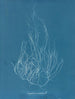 Gigartina acicularis - Anna Atkins — visning af kunstværket
