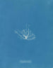 Gigartina erecta - Anna Atkins — visning af kunstværket