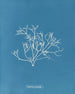 Gigartina pistillata - Anna Atkins — visning af kunstværket