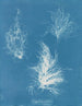 Gigartina bøjet - Anna Atkins — visning af kunstværket