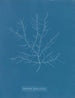 Gigartina purpurascens - Anna Atkins — visning af kunstværket