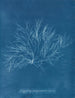 Rose violette géante en fruit - Anna Atkins — visning af kunstværket