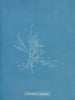 Gloiosiphonia capillaris - Anna Atkins — visning af kunstværket