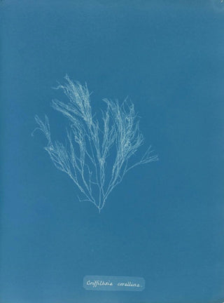 Anna Atkins - Griffithsia corallina.webp